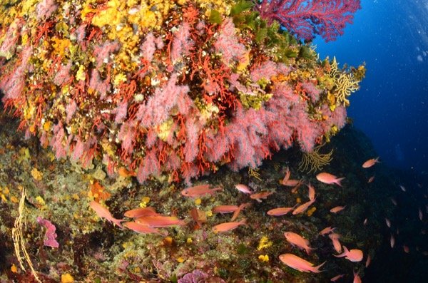 n1 sf  copietaille600